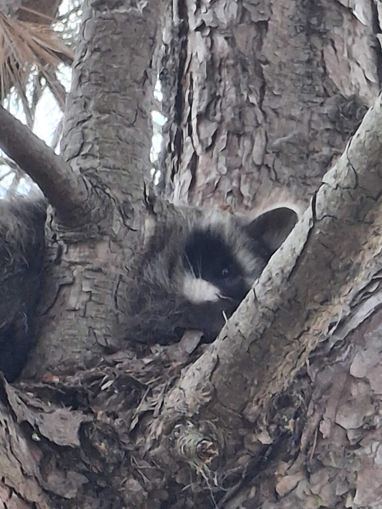 Pestway Mosquito Control LLC