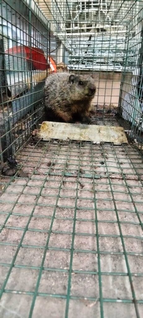 Pestway Mosquito Control LLC